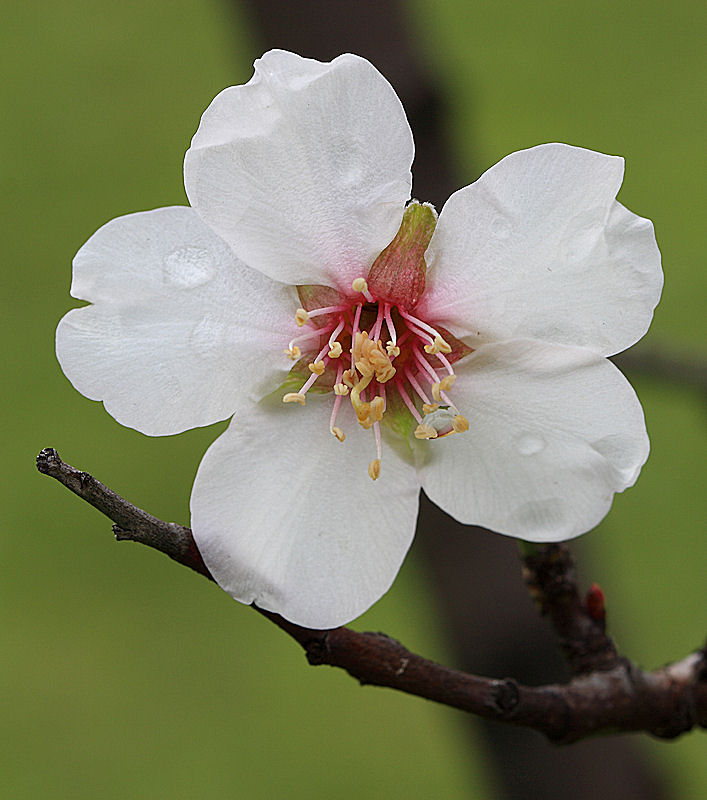 Prunus dulcis / Mandorlo